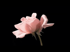 maya  GIF