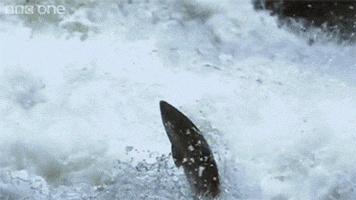 The Salmon GIFs - Get the best GIF on GIPHY