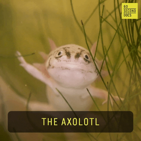Axolotls Gifs Get The Best Gif On Giphy