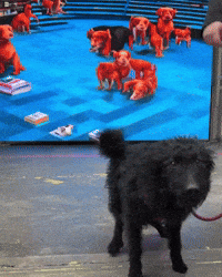 WEAREVIDEO-excited-animals-playing-dog-UNAvGFUaEzS5ElS2UX