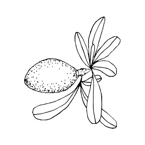 Cape of Storms Apothecary Sticker