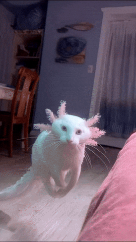 Cat GIF