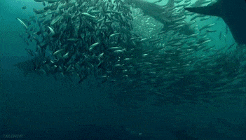animal ocean sharks calehor animted