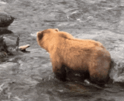 Bear GIF