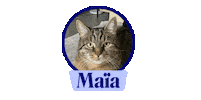 Cat Dog Sticker by dalma_app
