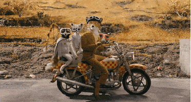 wes anderson canis lupis GIF