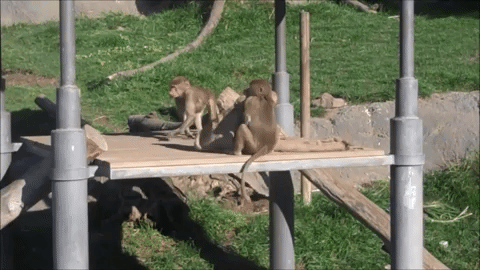 Oakland Zoo GIF