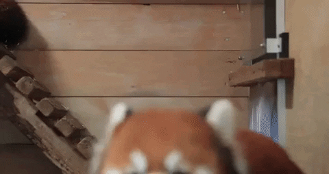 Woodland Park Zoo GIF - Find & Share on GIPHY