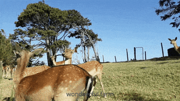 Cute Deer GIF by Wondeerful farm