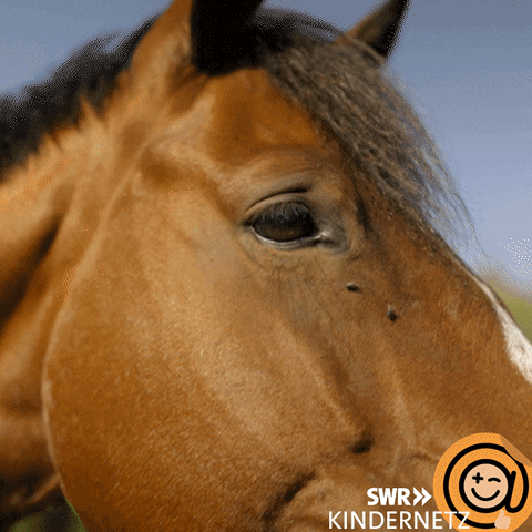 Horse Pony GIF by SWR Kindernetz
