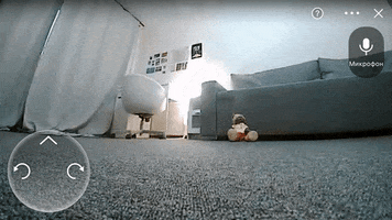 Cat GIF
