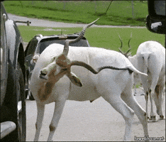 horns GIF