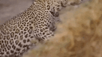 Big Cat Run GIF by Natural History Museums of Los Angeles County