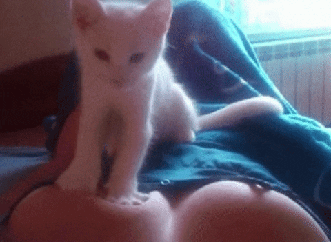 Cat Boobs GIFs - Get the best GIF on GIPHY