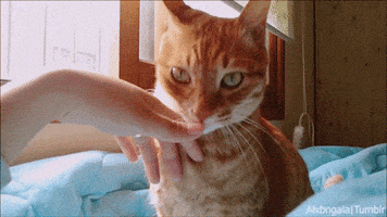 charlie bit my finger cat GIF