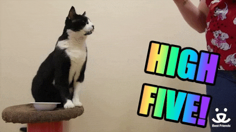high five cat meme