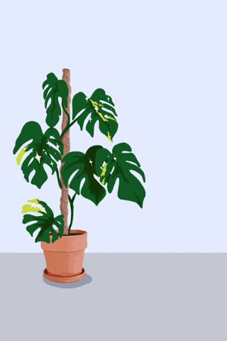 Variegated Monstera GIF by Monstera Mania