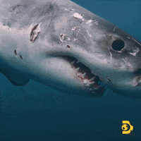 Scars Swimming GIF by Shark Week