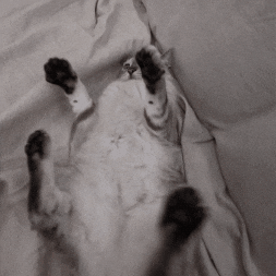 Catsquish GIF
