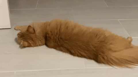 Cat Surprised GIFs - Find &amp; Share on GIPHY