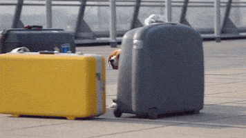 dogs puppies GIF by The BarkPost 