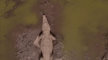 200.gif?cid=fc005b0892f060cb20557cc17dfecbaf182bd636af79600f&rid=200.gif&ct=g