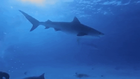 Tiger Shark GIF by Nat Geo Wild - Find & Share on GIPHY