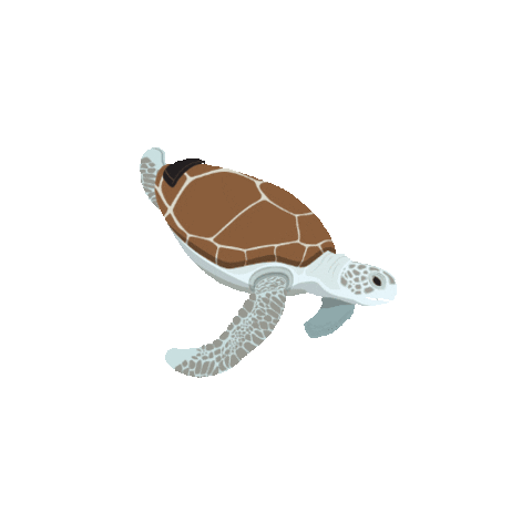 Turtle Swimming Sticker by The Toledo Zoo