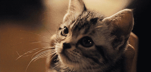 Cat Kitty Gif