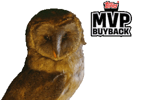 Owl Baseball Cards Sticker by Topps