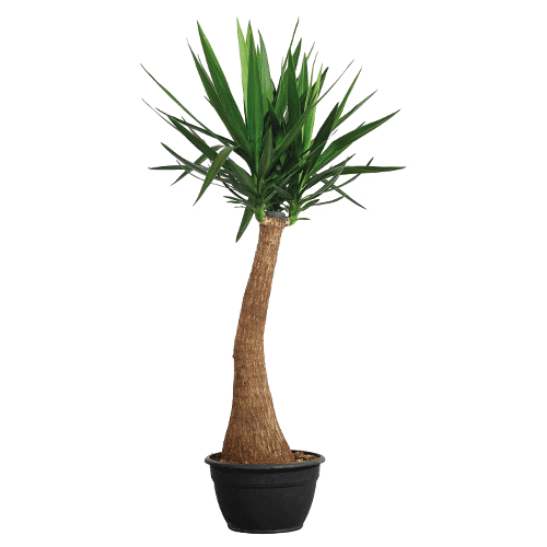 PLNTS_com Sticker