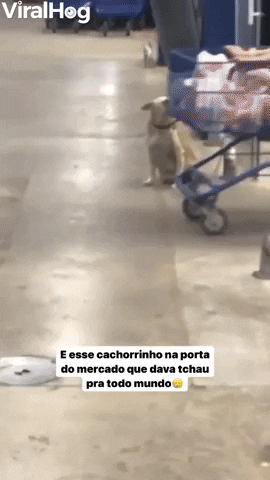 viralhog viralhog viral hog friendly dog waves goodbye to supermarket shoppers GIF