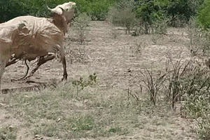 Cow Stop Time GIF