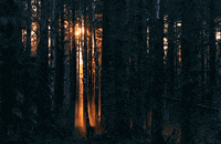 Floresta GIFs - Find & Share on GIPHY