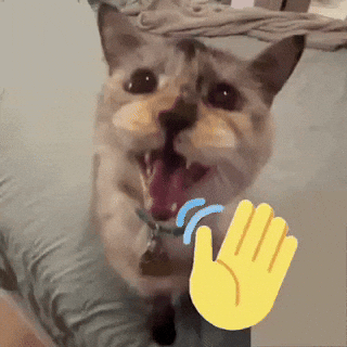 Cat Wave GIF
