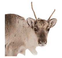 Reindeer Nut Sticker by Nordic_Unique_Travels