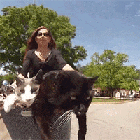 cat lady cats GIF by HuffPost