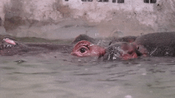 Baby Animals GIF by Storyful