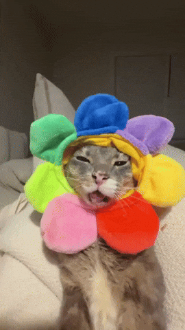 Funny Cat Blank Stare GIF