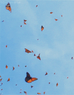 butterfly tumblr gif