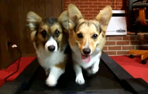 Droll Puppies Gif Images