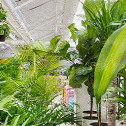 Plants Jungle GIF by The Home Depot