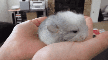 Baby Animals GIF