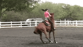 Horse Champ animated GIF