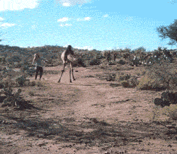 Wildlife gif. A camel clumsily runs through a desert, with its thin knobby legs flailing around. A woman chases it with determination.