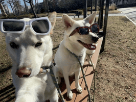 Selfie Dawg GIF