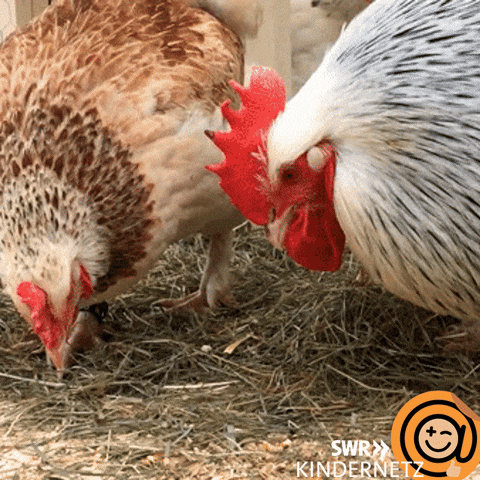 Funny-chicken GIFs - Get the best GIF on GIPHY