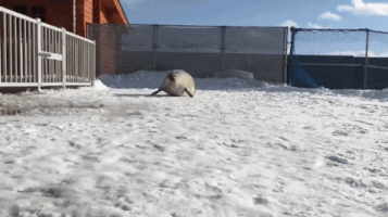 request seal GIF