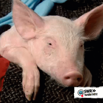 Pig Piggy GIF by SWR Kindernetz