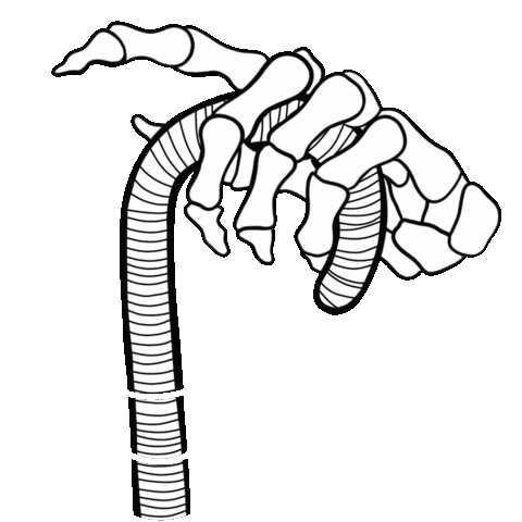 Hand Skeleton Sticker
